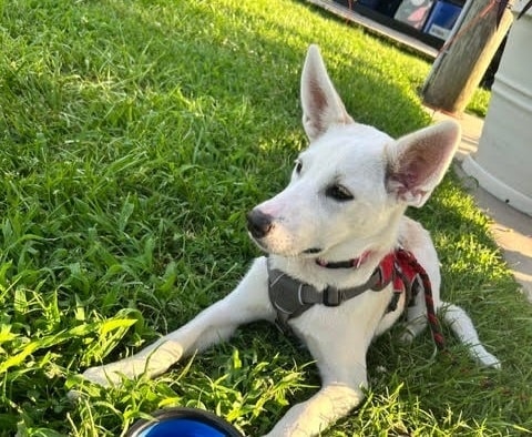 LoneStar Diabetic Alert Dogs